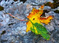 Ankündigung Herbst