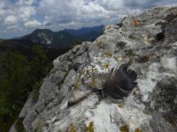 Kleingefieder-Feder Kolkrabe