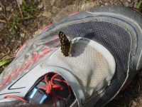 Schmetterling Waldbrettspiel