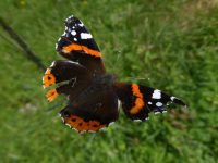 siegreicher Admiral nach vielen Singvogelangriffen 