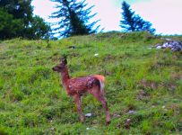 diesjähriges Hirschkalb zeigt Haltung
