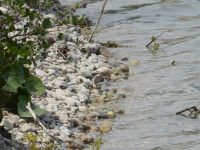 finde den Flussuferläufer