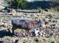 Hirschkälber lieben schlammige Frühjahrsbäder