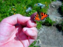 Fuchs ohne Fell