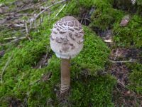 Parasol, unbedingt auch auf den Stiel achten 