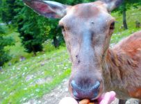 Reiseralm: Oachaln gehen oiwei