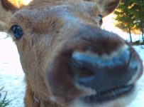 Rothirschgehege Reiseralm, "Du hast doch Eicheln im Laufrucksack - ich rieche es doch!"