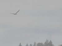 diffuser Schwarzstorch