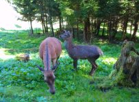 diesjähriges Hirschkalb zeigt Haltung