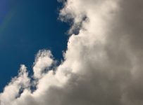 finde den Steinadler und vielleicht die Turmfalken